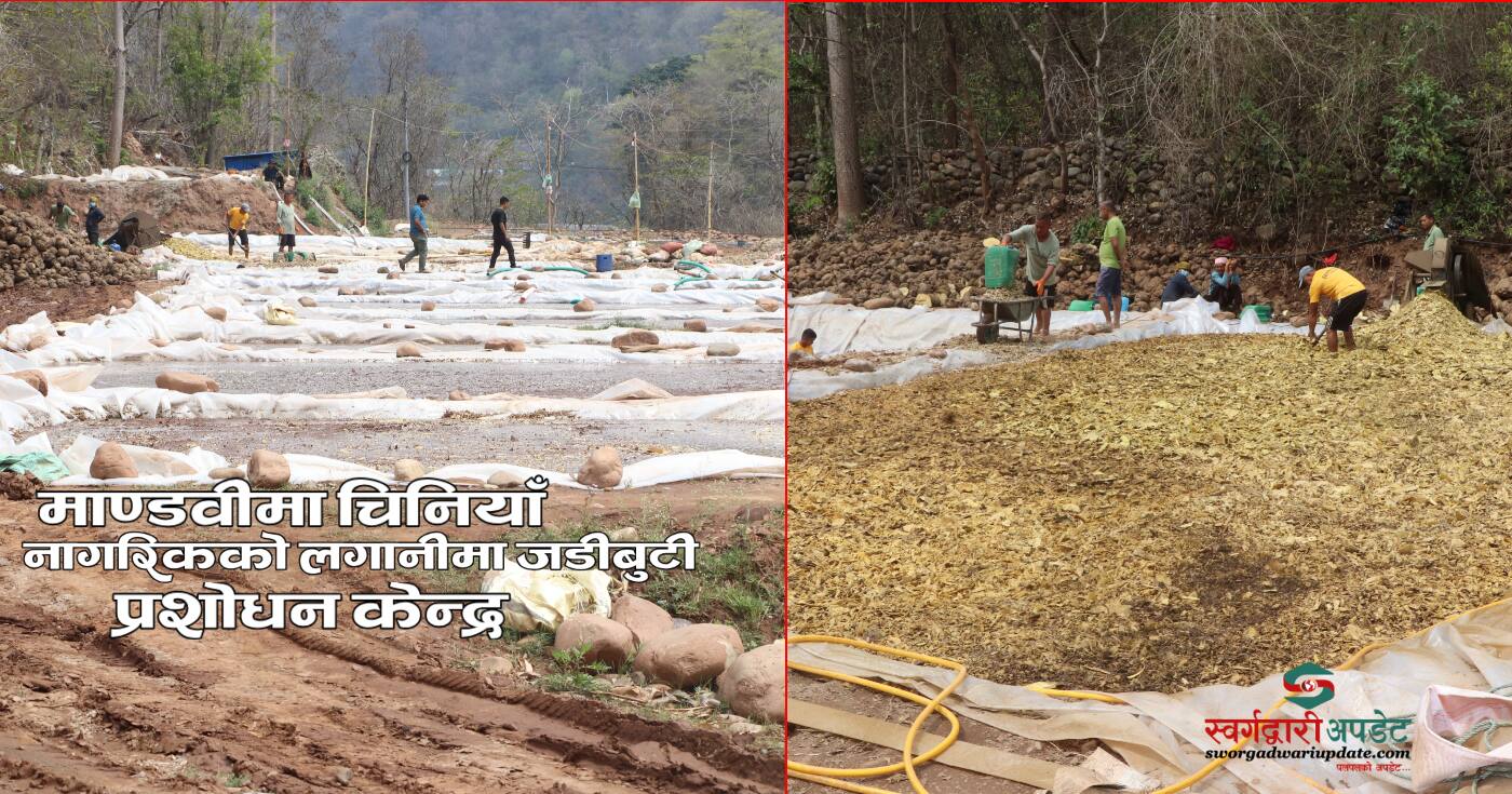 माण्डवी चिनियाँ लगानीमा जडीबुटी प्रशोधन केन्द्र